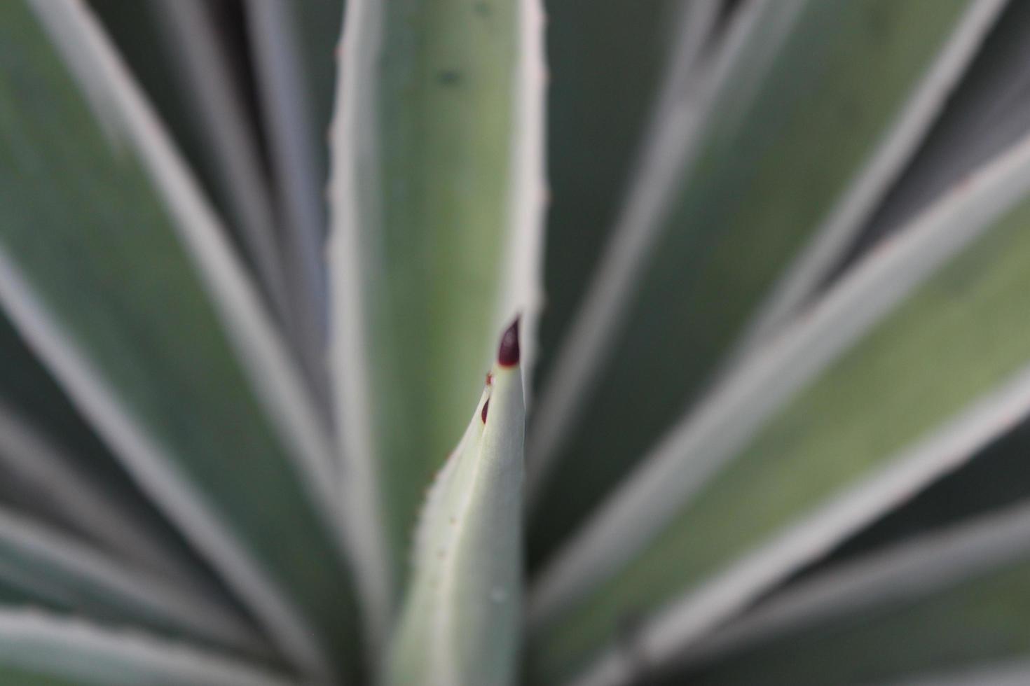 stänga upp av agave växt i de botanisk trädgård, makro foto