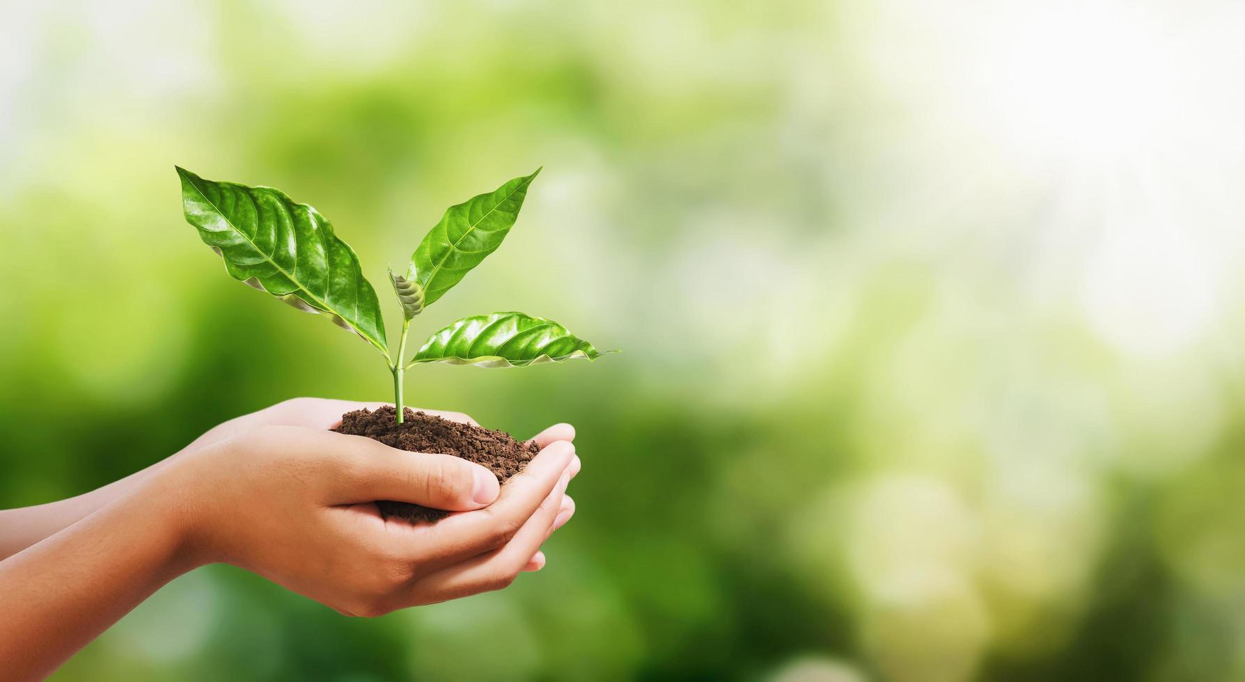 hand som håller ung växt på oskärpa grön natur bakgrund. koncept eco jorden dag foto