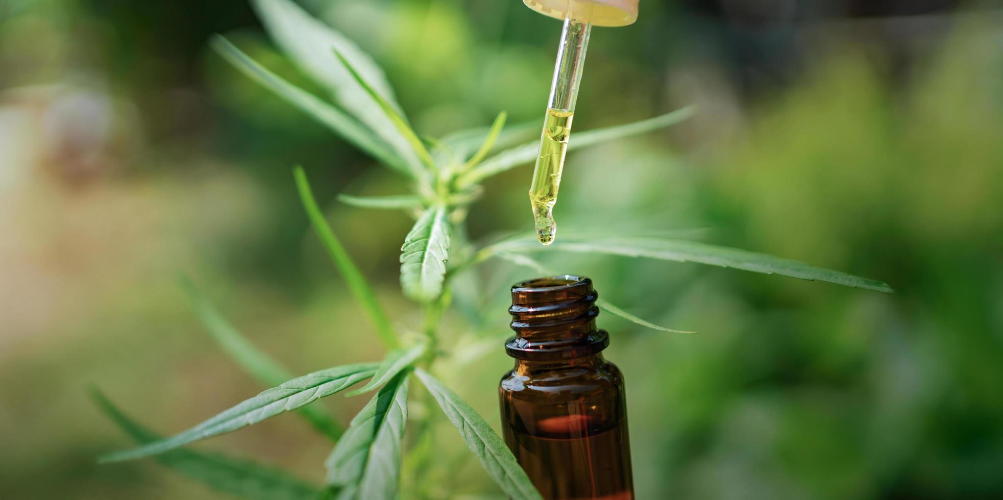 hampa olja dropper i flaska med cannabis träd bakgrund foto