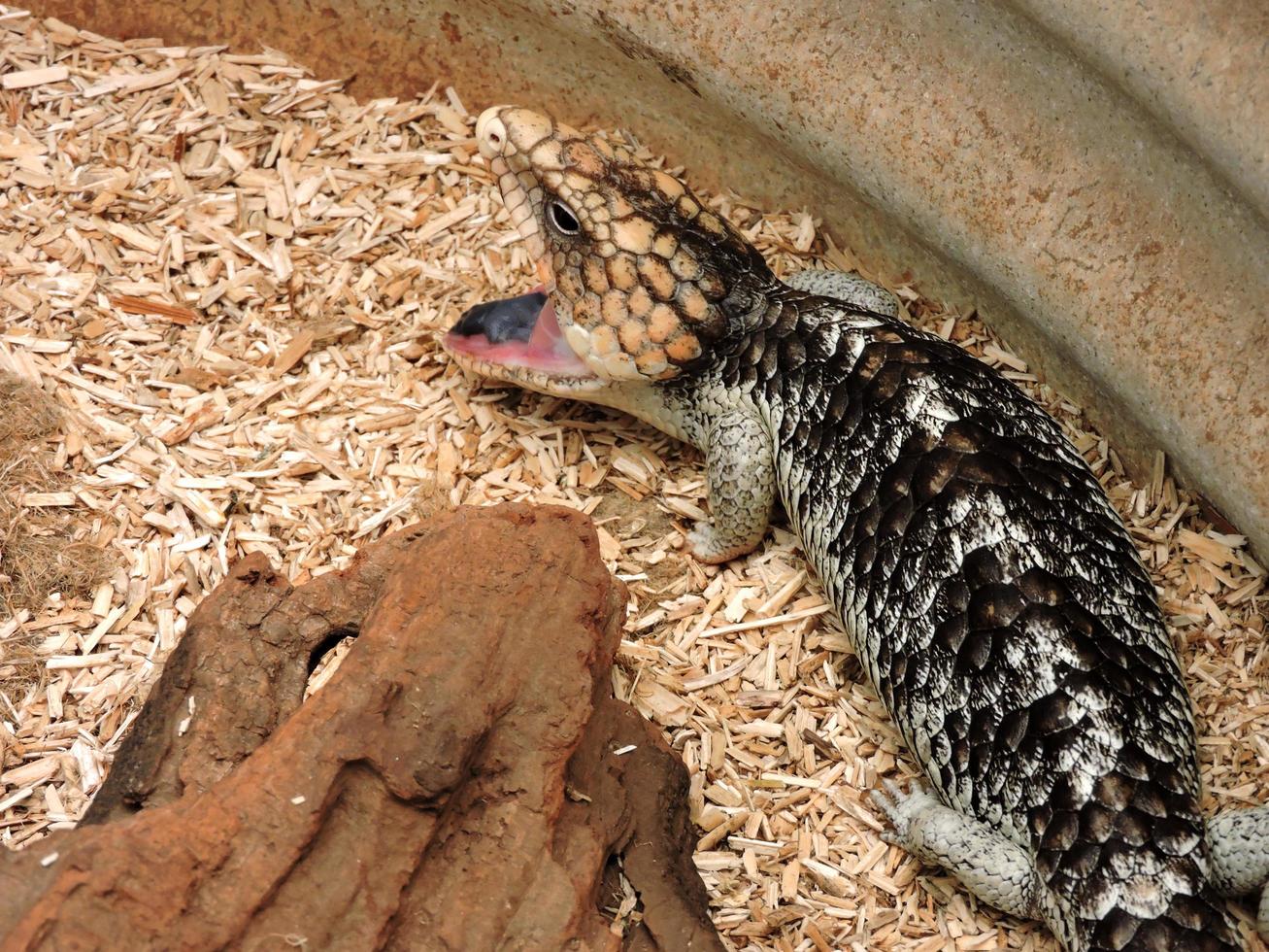 australiska infödda djur blå-tunga ödla foto