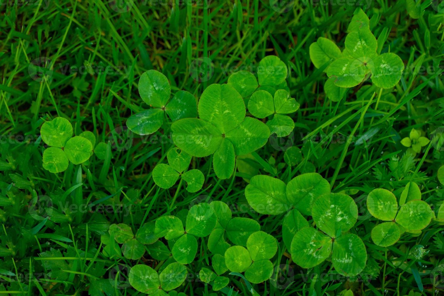 grön klöver löv bakgrund med några delar i fokus foto