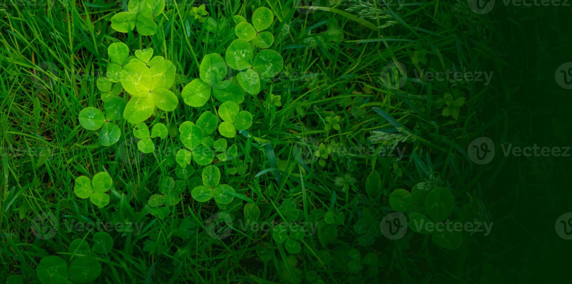 grön klöver löv bakgrund med några delar i fokus foto