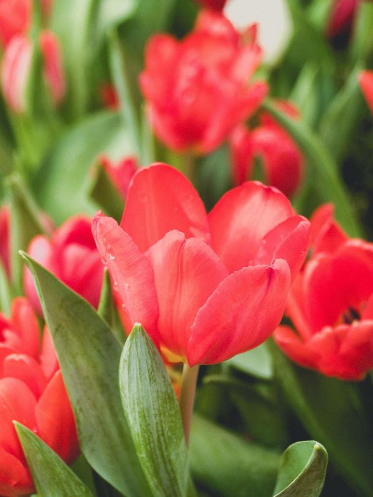 tulpanblomma i trädgården foto