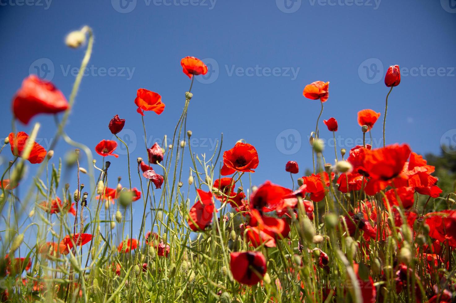 fält med röd vallmo blommor mot en blå himmel foto