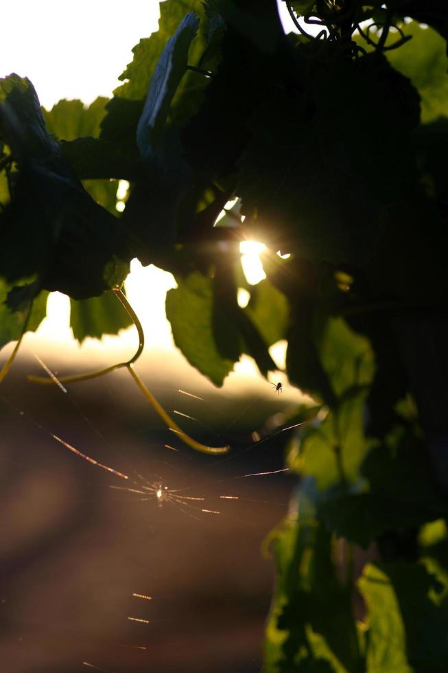 solen kikar igenom vinrankor i Kalifornien foto