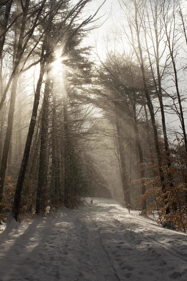 vinter solljus genom träden i en skog foto