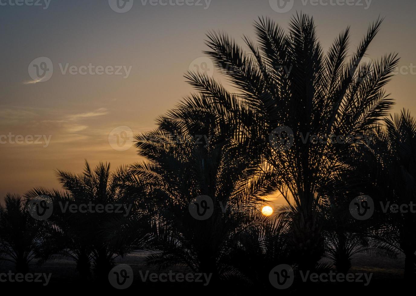 solnedgång bakom palmer foto