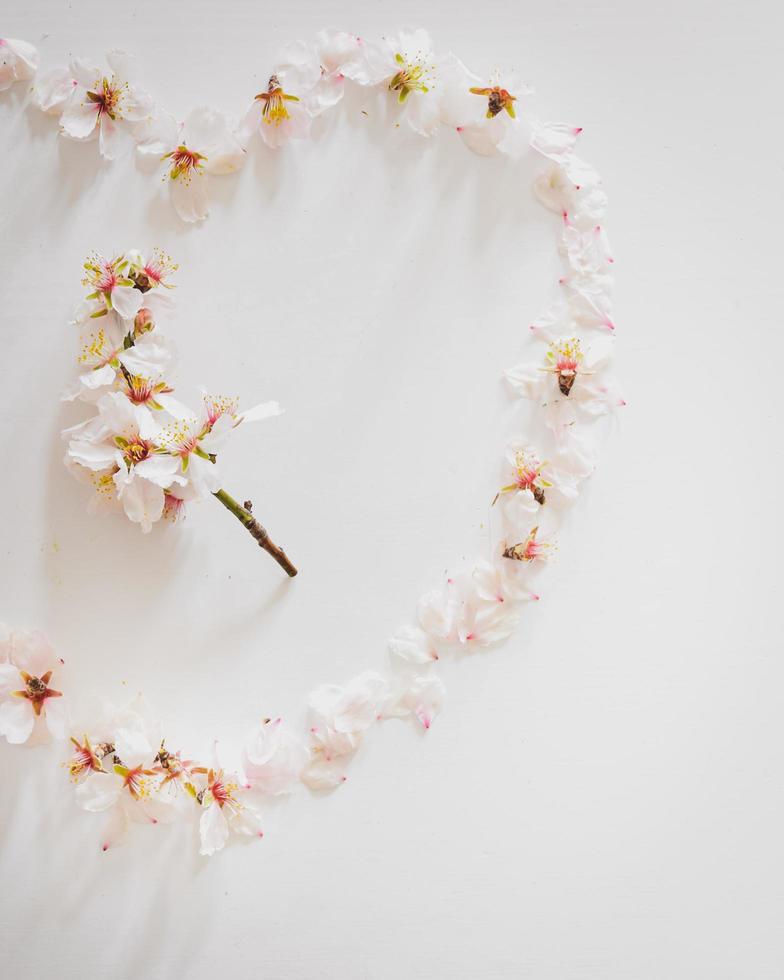 ovanifrån av färska tusensköna blommor i hjärtform på vit bakgrund foto