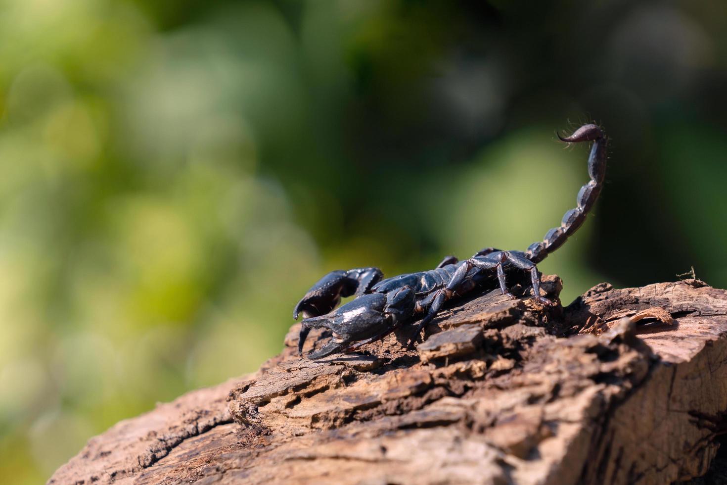 scorpion på trä fläck grön bakgrund foto