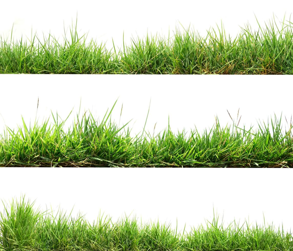 grönt gräs isolera på vit bakgrund foto