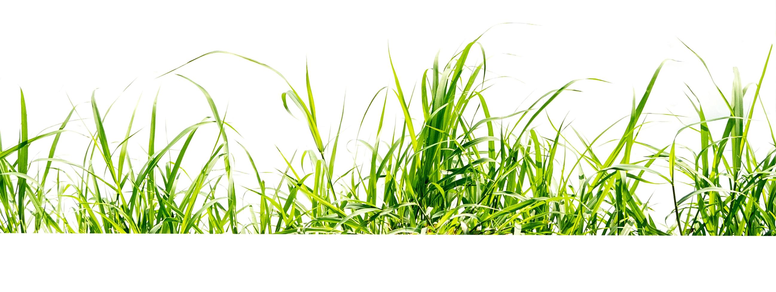 grönt gräs isolera på vit bakgrund foto