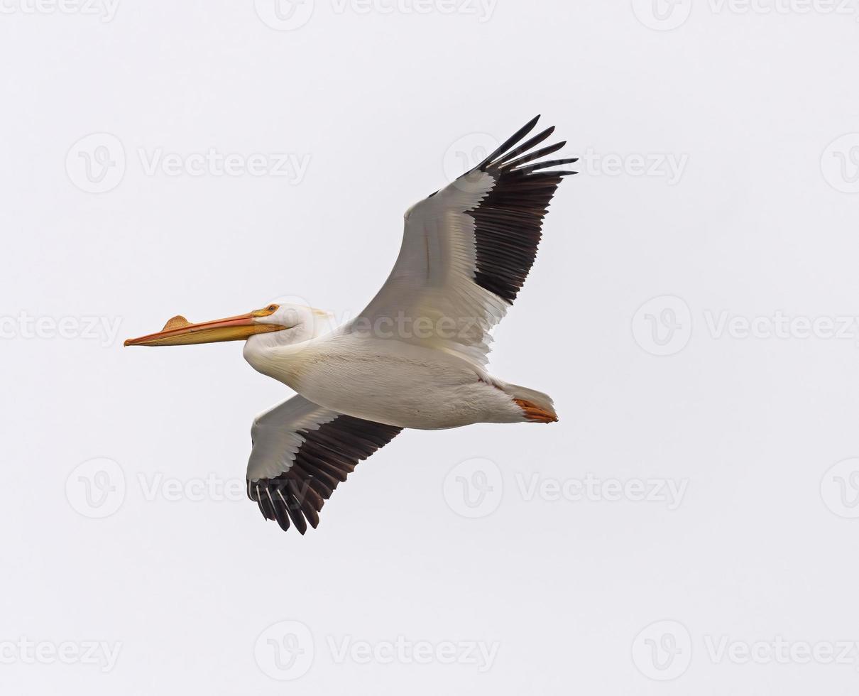 vit pelikan flygande över huvudet foto