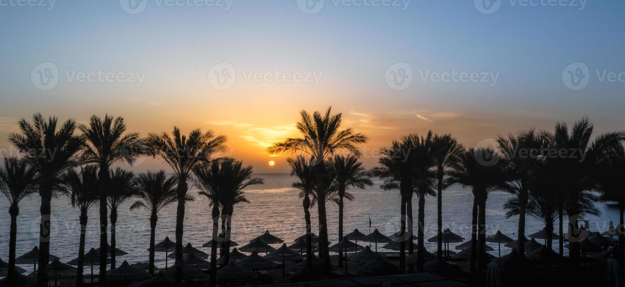 palmer och paraplyer silhuetter vid solnedgången foto