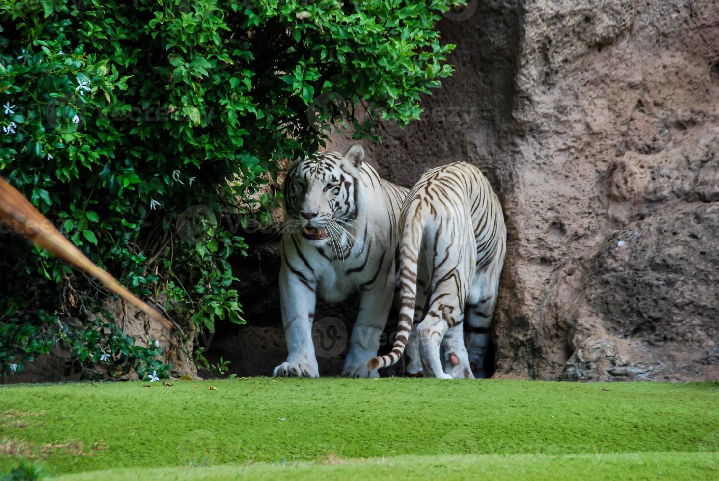 vit tigrar på de Zoo foto