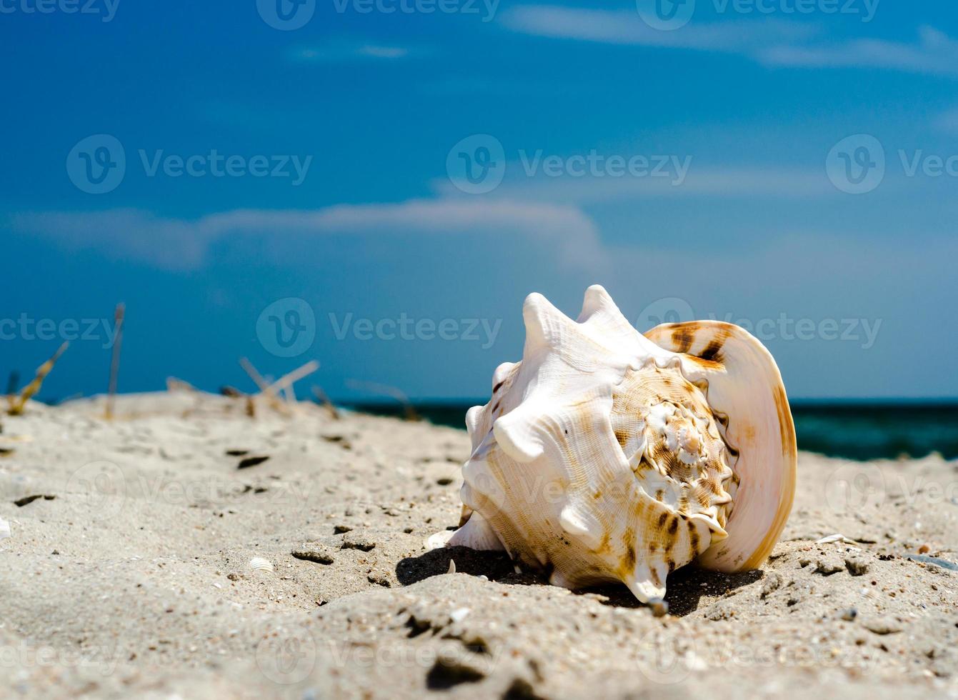 närbild av ett skal på en strand foto