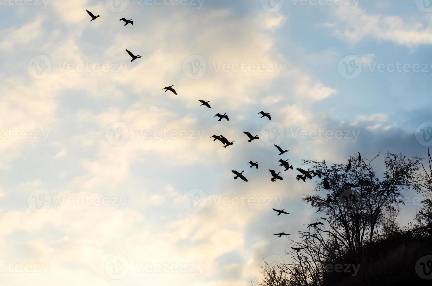 flock fåglar mot den blå himlen och molnen foto