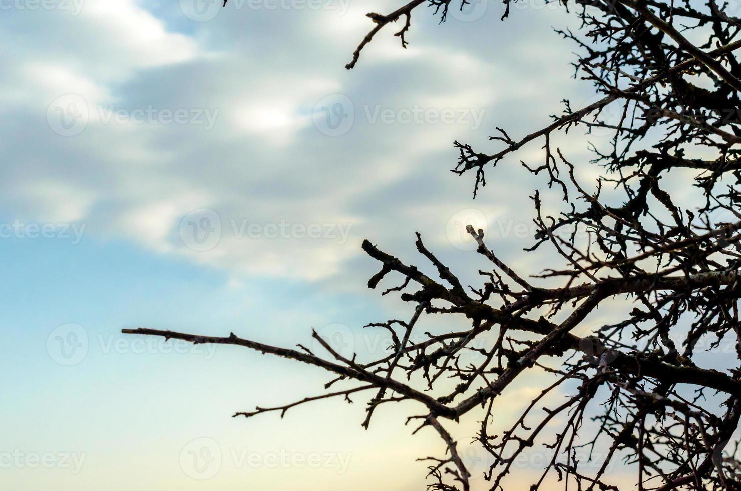 grenar mot en blå himmel med moln foto