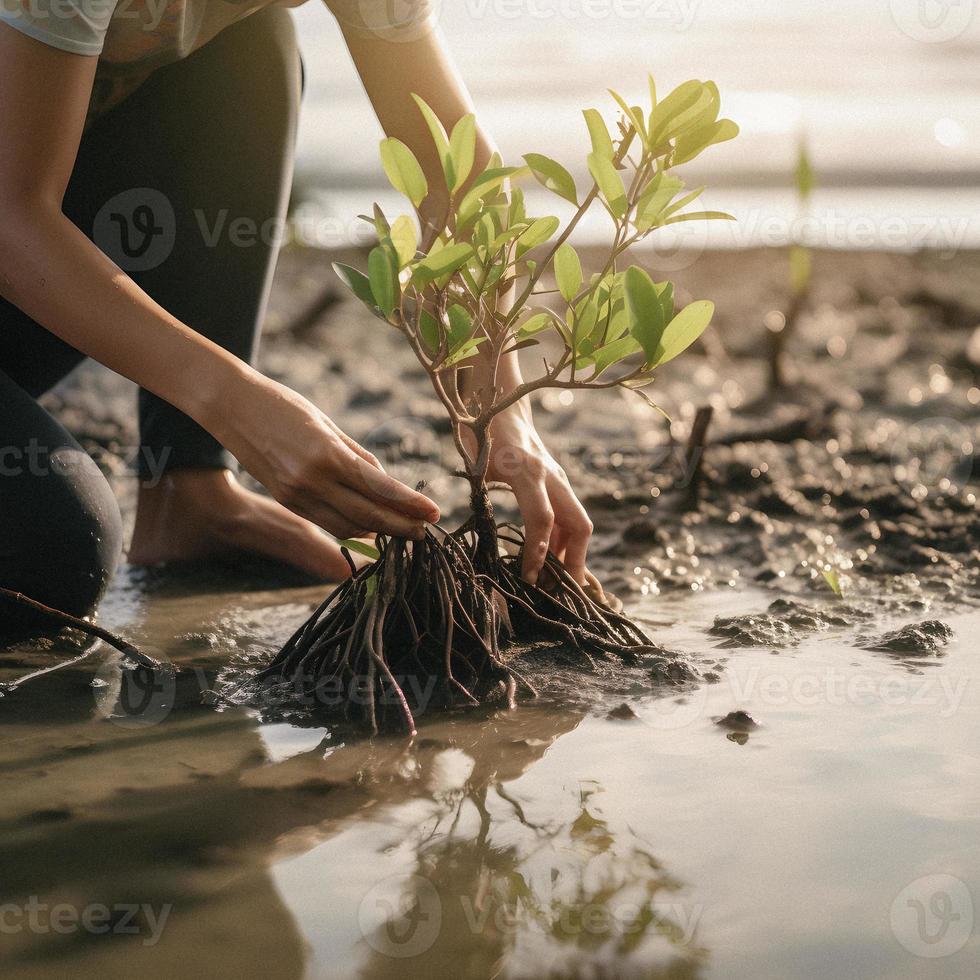 återställa de kustlinje gemenskap engagemang i plantering mangrove för miljö bevarande och livsmiljö restaurering på jord dag, främja hållbarhet. jord dag foto