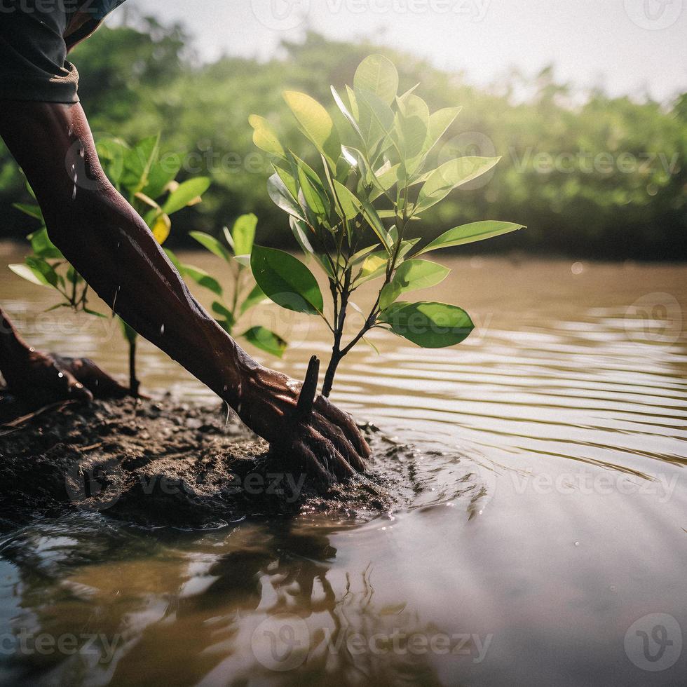 återställa de kustlinje gemenskap engagemang i plantering mangrove för miljö bevarande och livsmiljö restaurering på jord dag, främja hållbarhet. jord dag foto