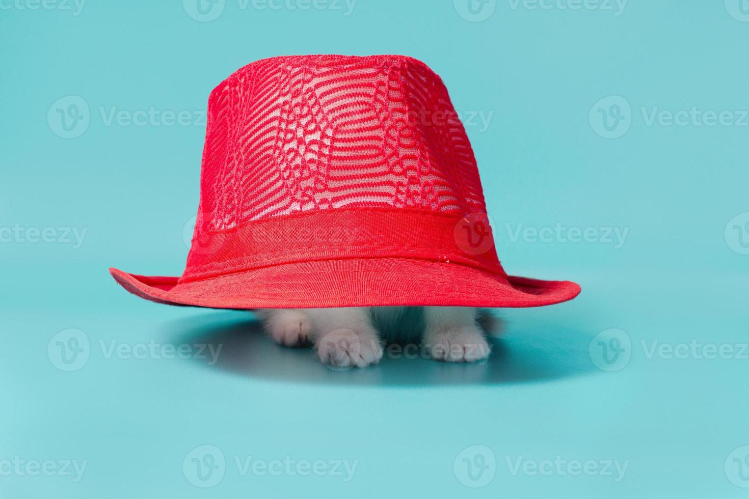 kattunge under en röd hatt foto