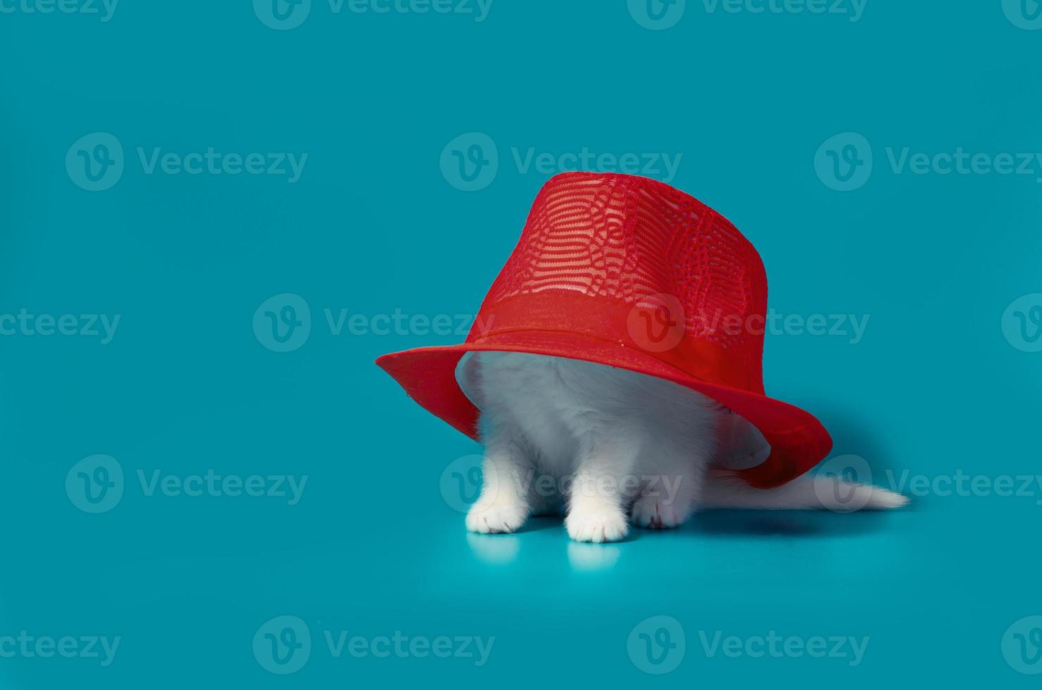 kattunge under en stor hatt foto