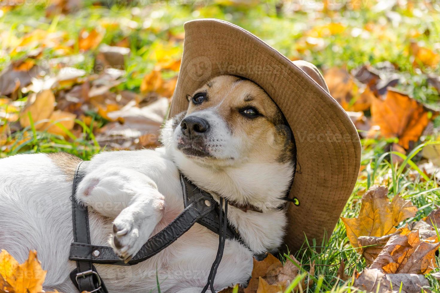 hund i hatt och på höstlöv foto