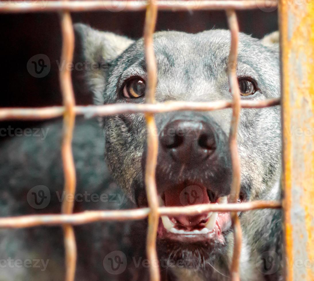 skällande hund bakom en bur foto