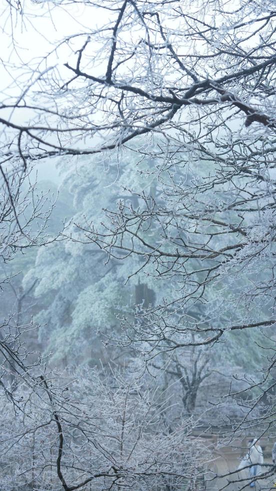 de frysta vinter- se med de skog och träd täckt förbi de is och vit snö foto