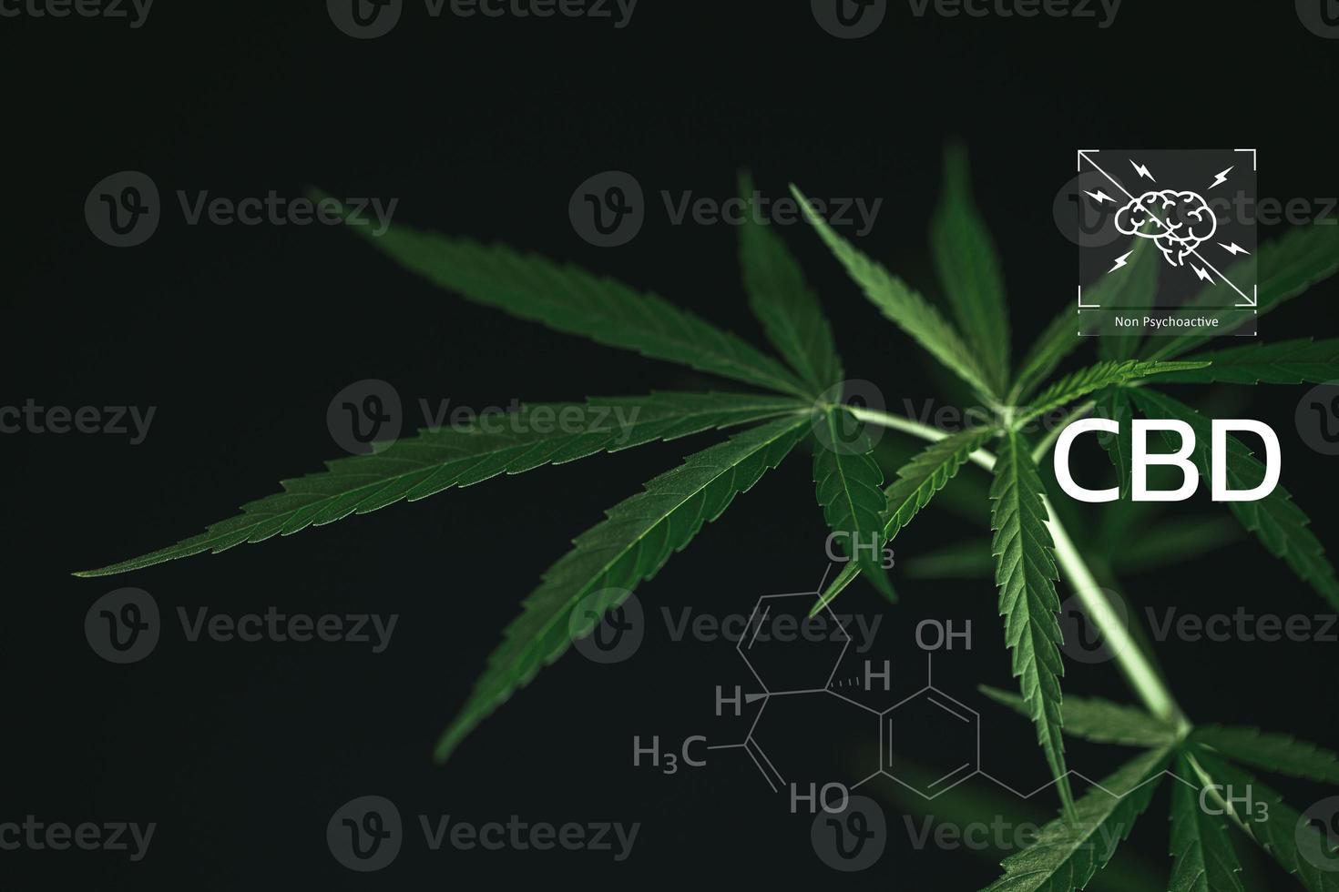 cbd kemisk formel, skön bakgrund av grön cannabis blommor en plats för kopia Plats, apotek företag. cannabinoider och hälsa, hampa industri, grön blad mönster bakgrund. foto