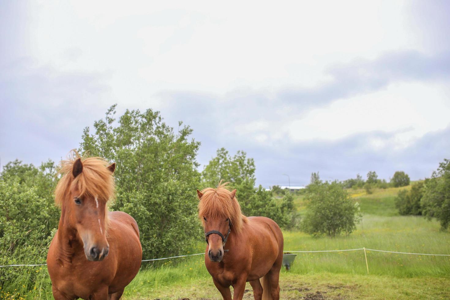 två isländska hästar foto