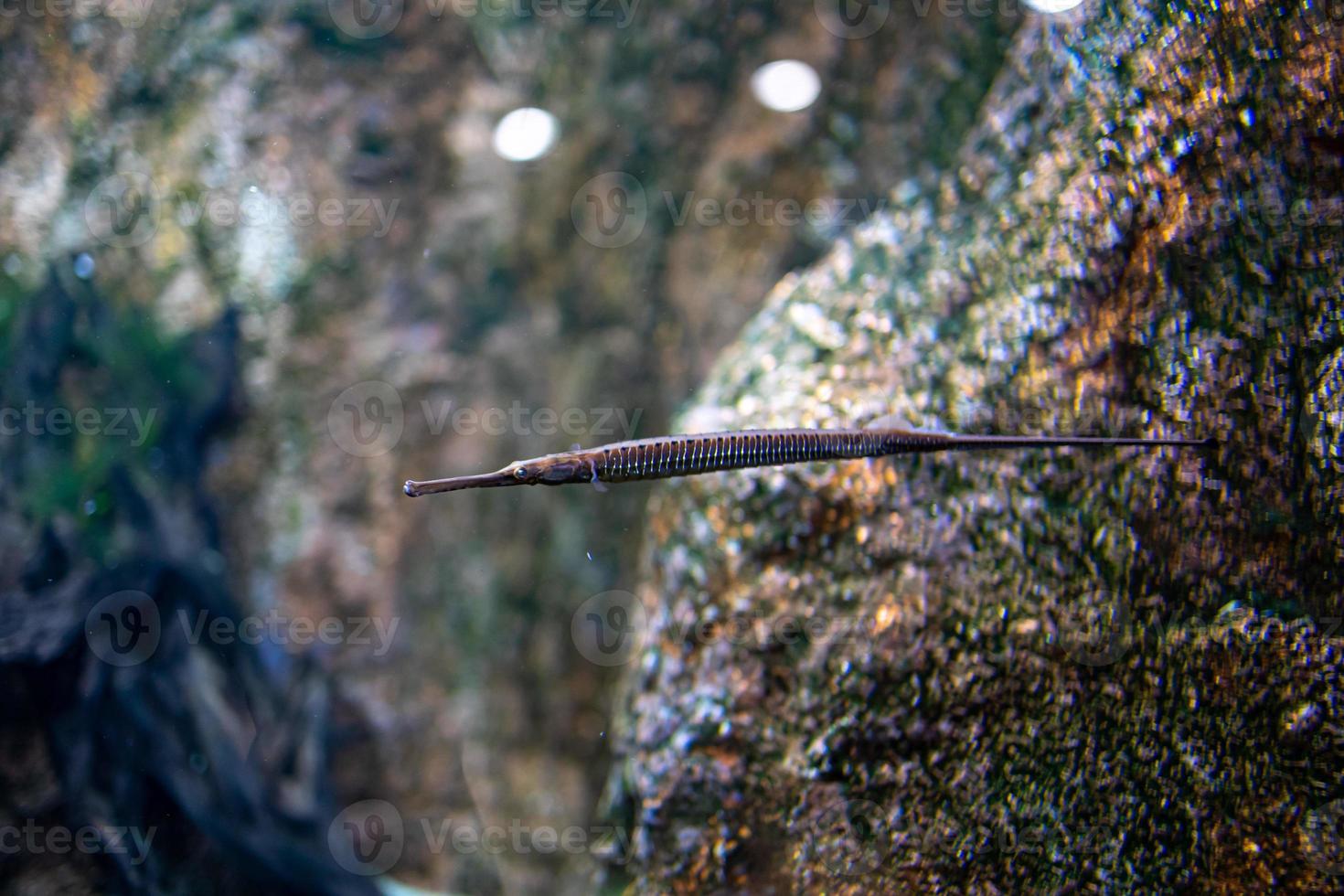 liten fisk djur- simning i de akvarium av de Zoo av zaragoza i Spanien på en mörk bakgrund foto