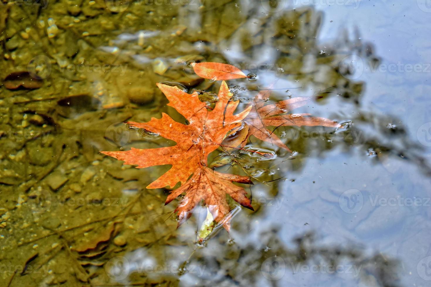 höst färgad blad liggande på rena kall vatten foto
