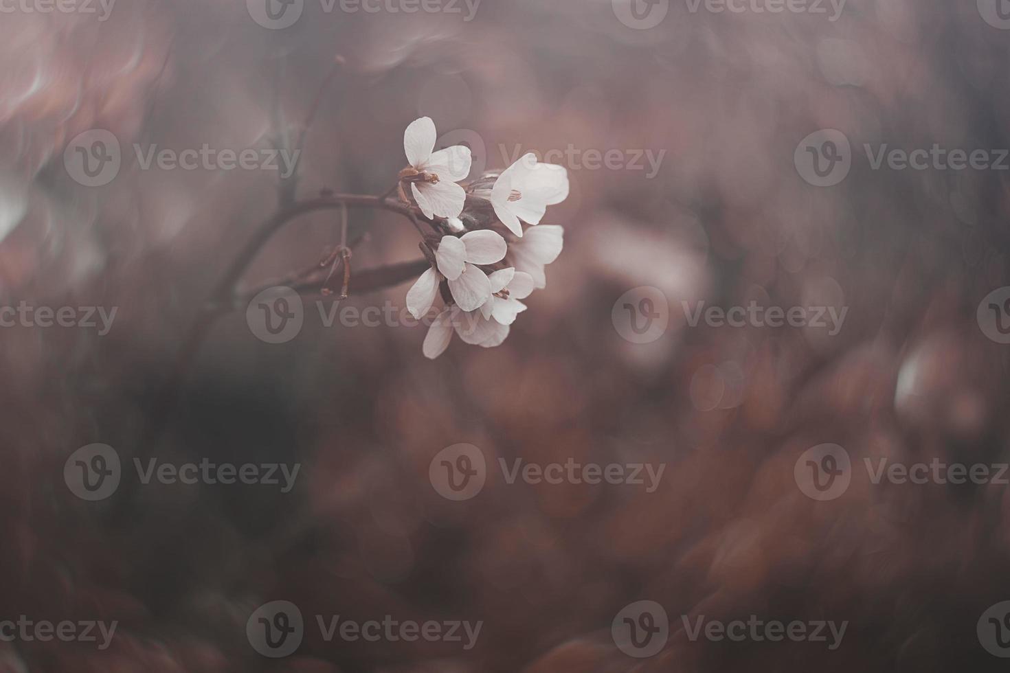 liten delikat höst blommor i de trädgård på en bakgrund med bokeh foto