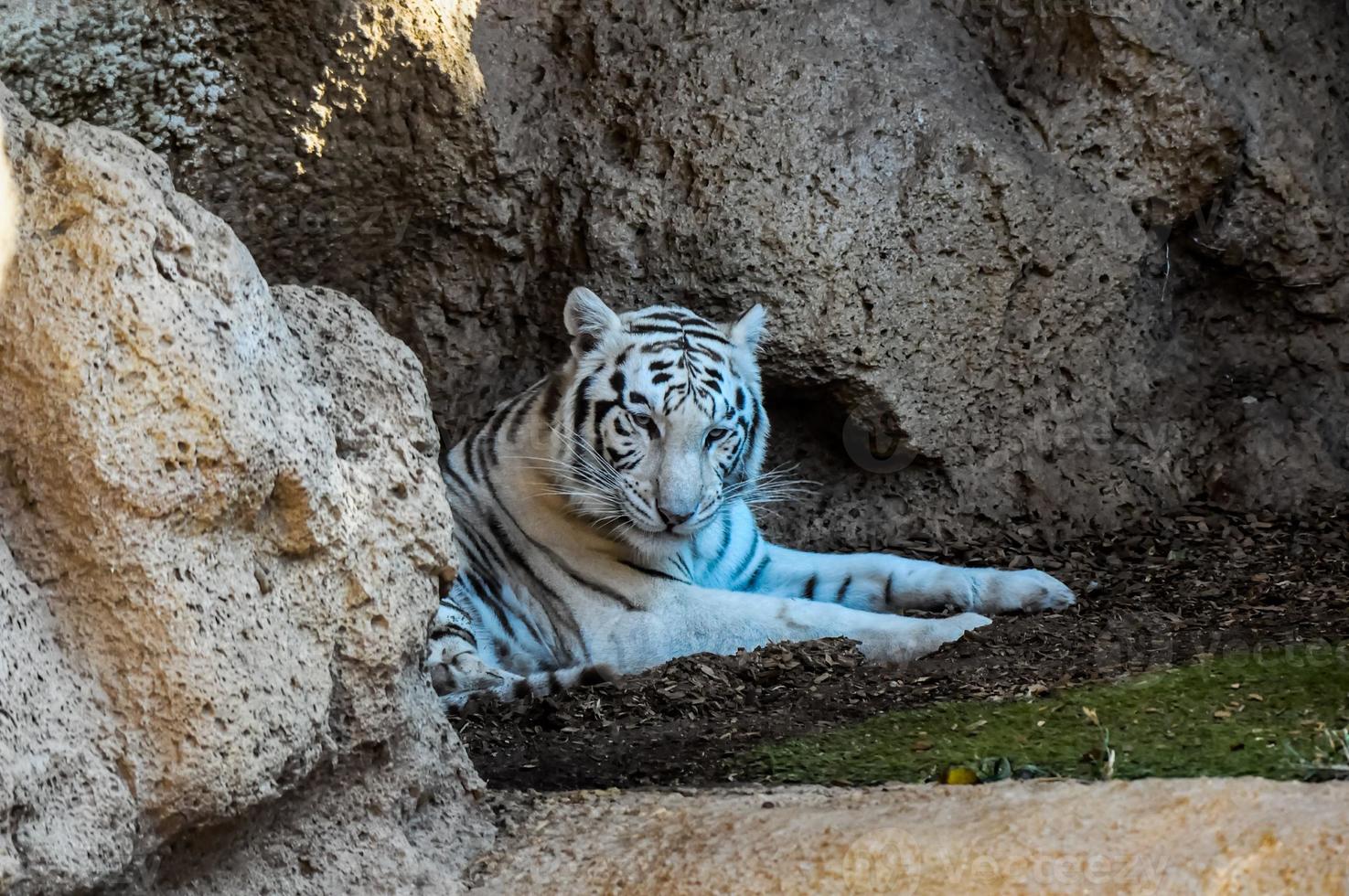 vit tiger i djurparken foto