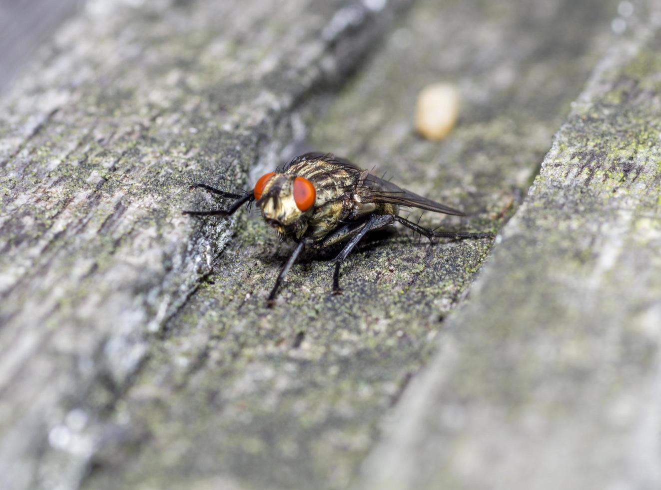 makro närbild av en husfluga cyclorrhapha, en vanlig fluga som finns i hus foto