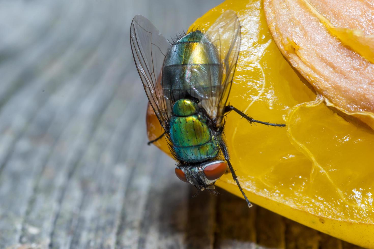 makro närbild av en husfluga cyclorrhapha, en vanlig fluga som finns i hus foto