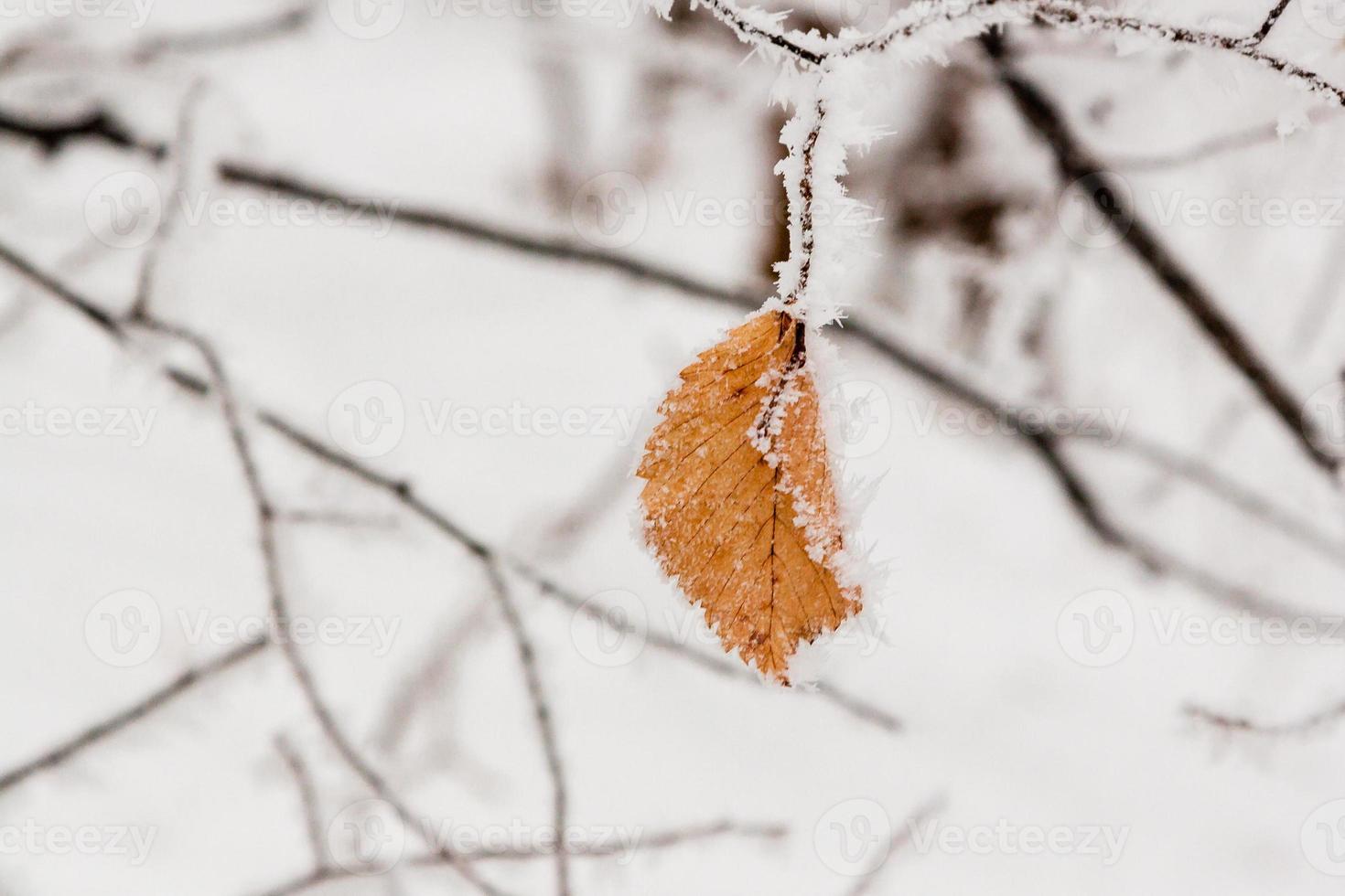 vinter- löv täckt med snö och rimfrost foto