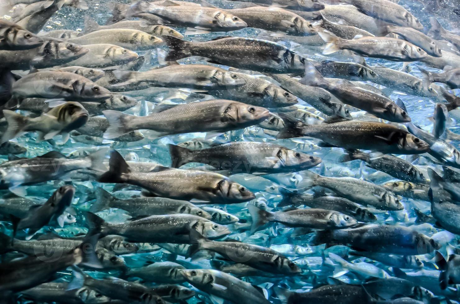 fiskar i de vatten foto