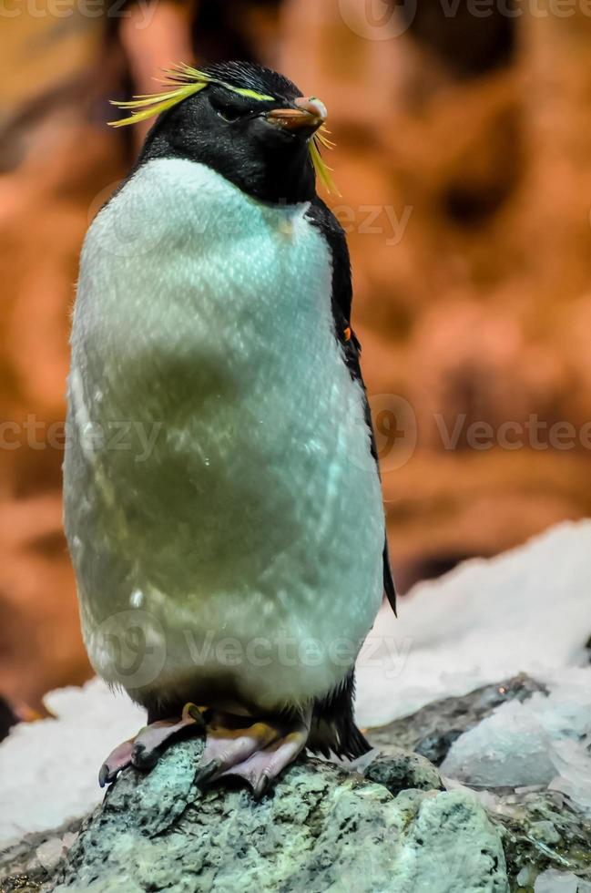 pingvin i de Zoo foto