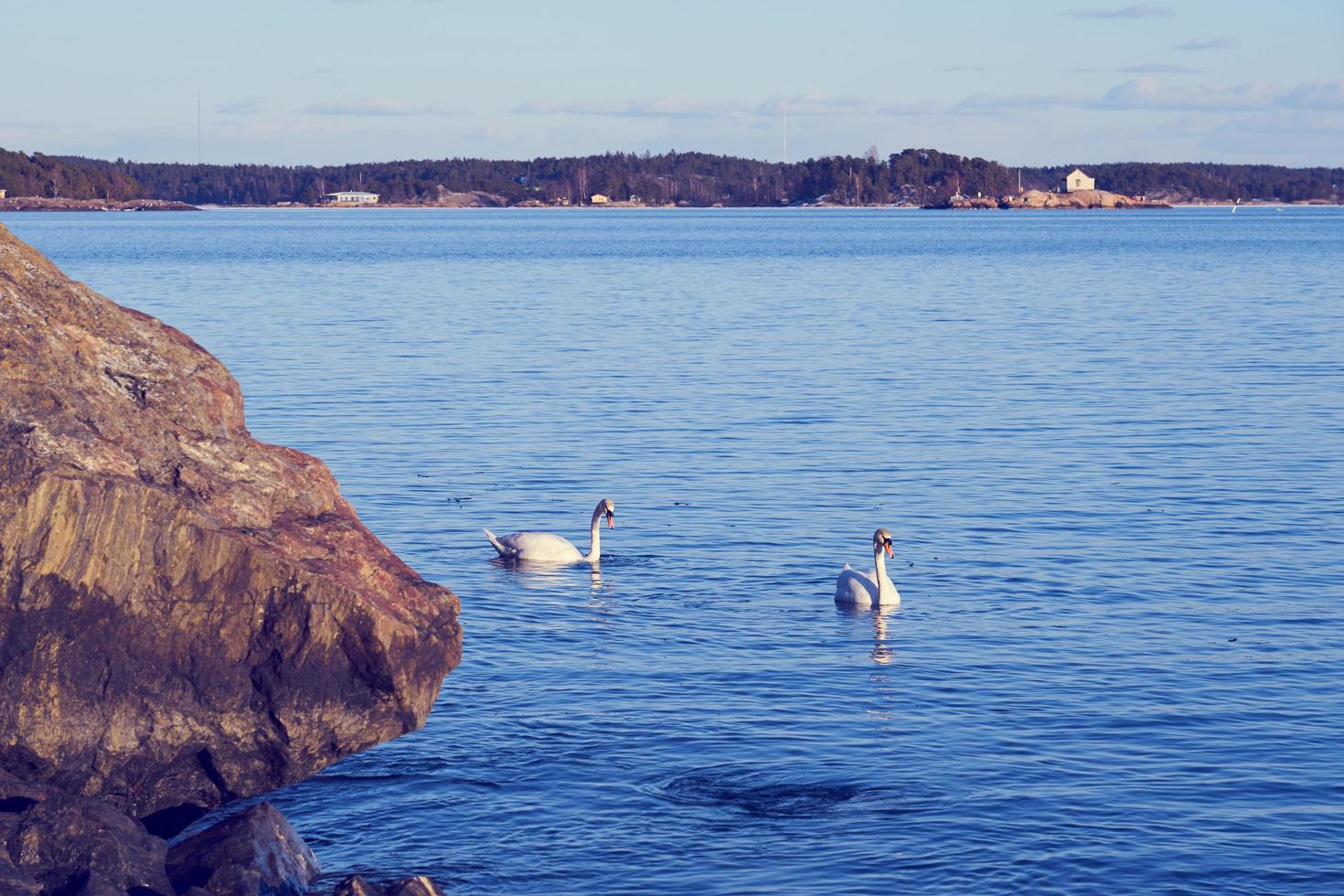 svanar på vattnet foto