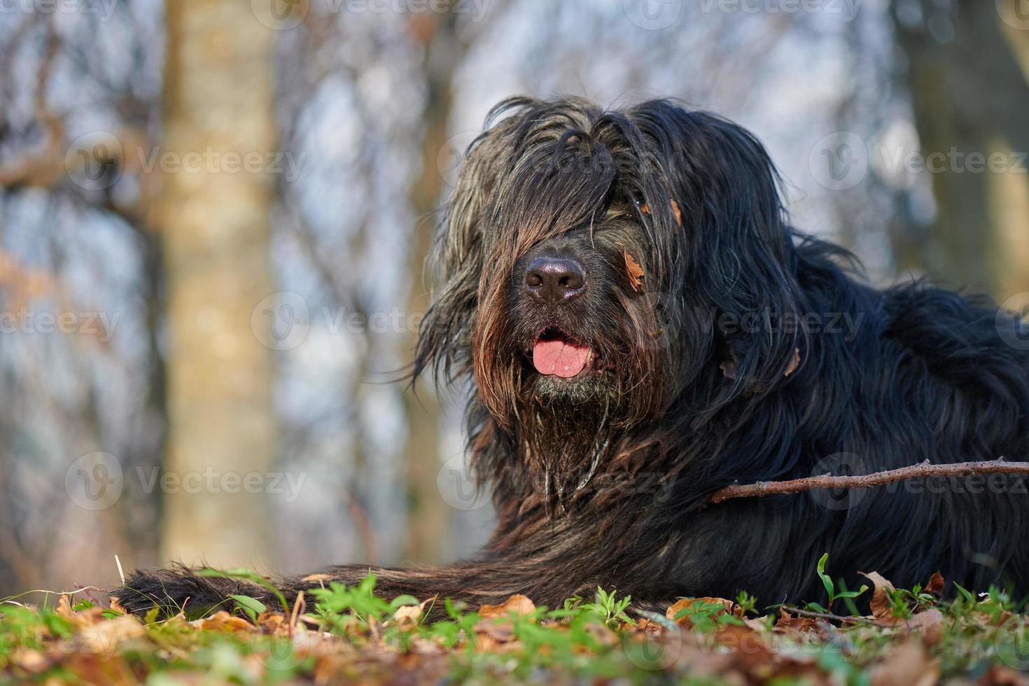 herdehund i skogen foto