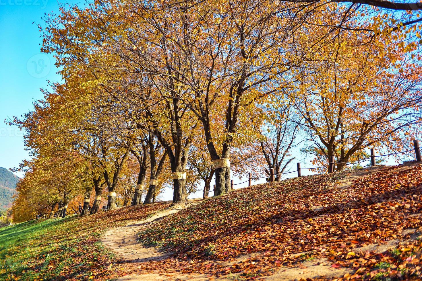 skön romantisk gränd i en parkera med färgrik träd, höst säsong foto