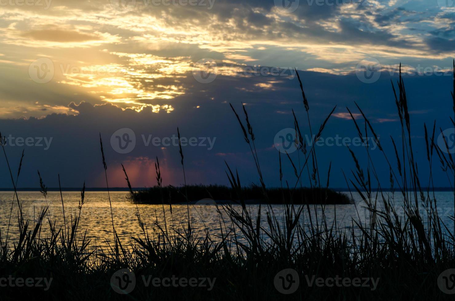 silhuetter av växter vid solnedgången foto