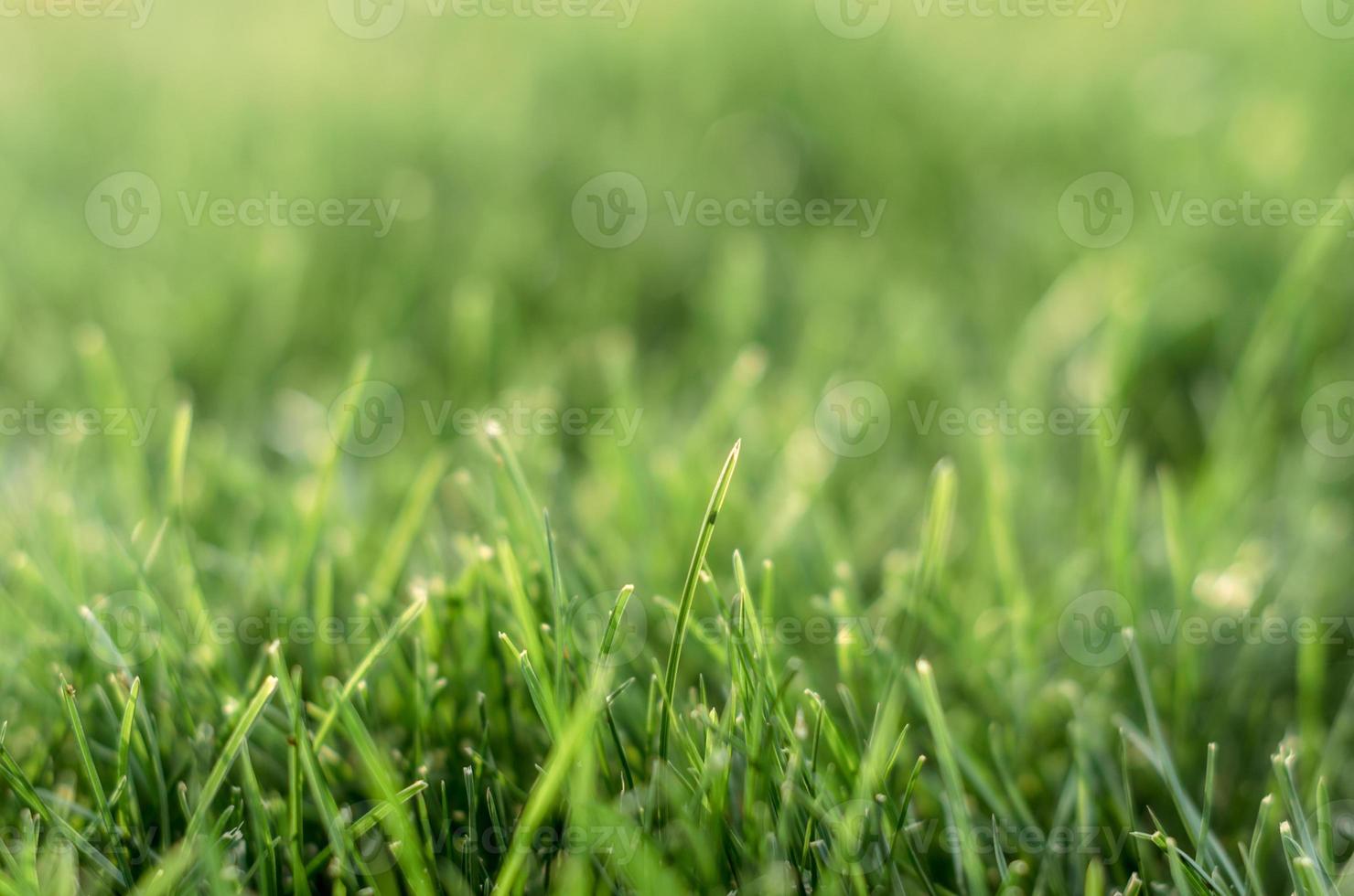frodigt grönt gräs foto