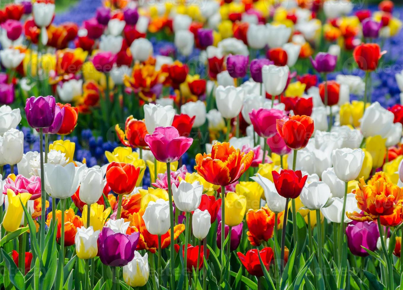 fält av färgglada tulpanblommor foto