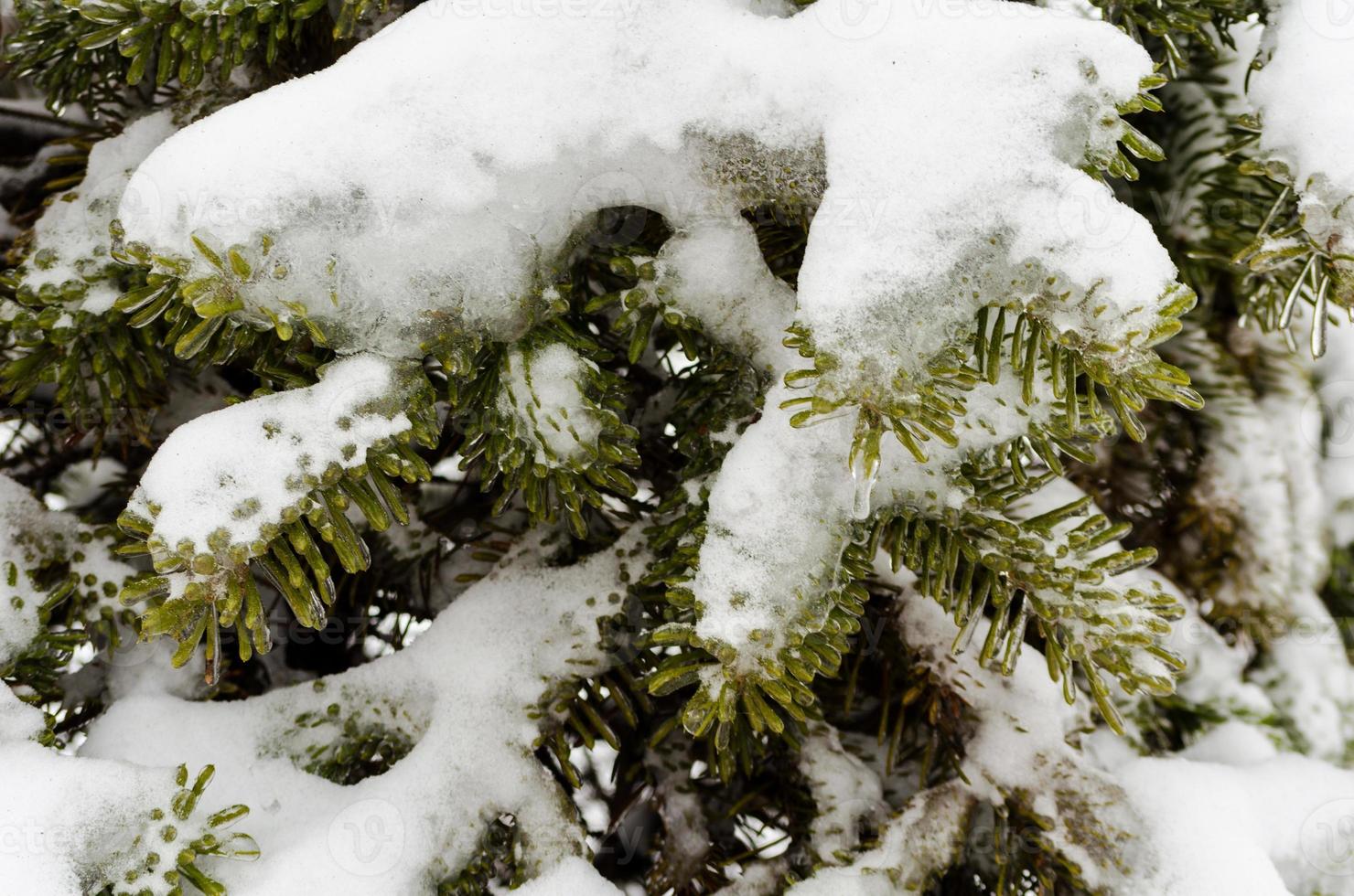 snö på gröna grangrenar foto