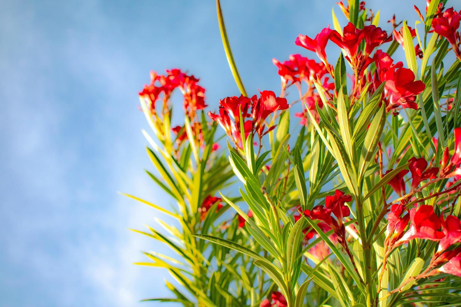 blommor i himlen foto