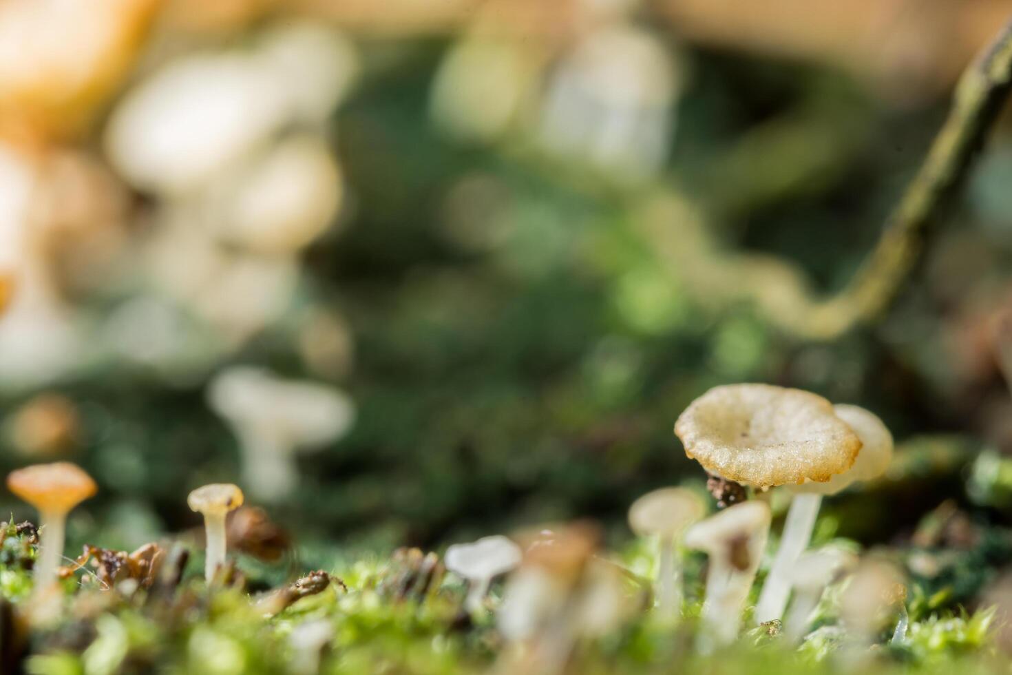 makro närbild av bruna svampar i naturen foto