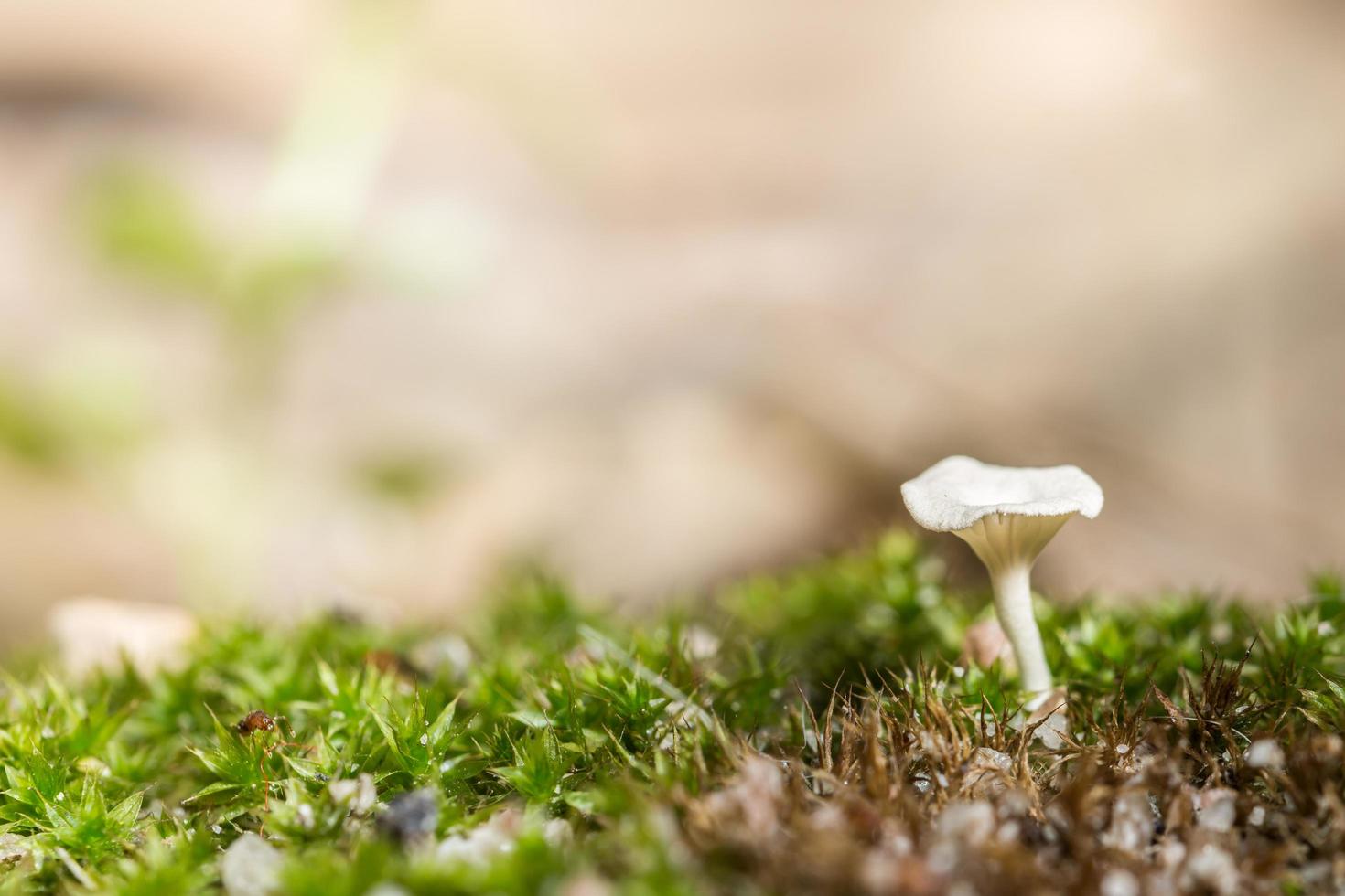 makro närbild av bruna svampar i naturen foto