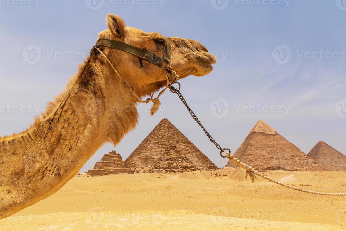 kamel mot bra pyramider av giza, egypten foto